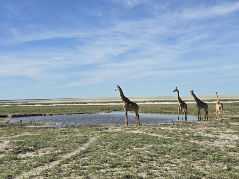 2 days in Etosha National Park